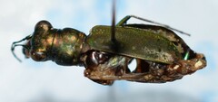 Cicindela nigrocoerulea