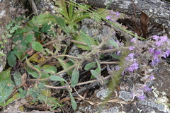 Ajuga australis