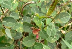 Alysicarpus vaginalis