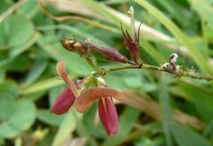 Alysicarpus vaginalis