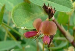 Alysicarpus vaginalis