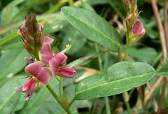 Alysicarpus vaginalis