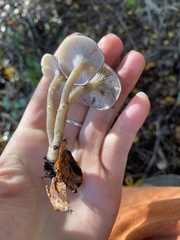 Clitocybe brunneoceracea