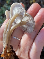 Clitocybe brunneoceracea