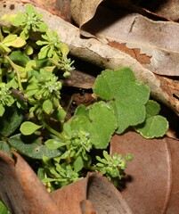 Hydrocotyle acutiloba