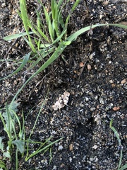 Cibolacris parviceps