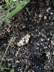 Cibolacris parviceps