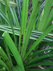 Ellobiidae