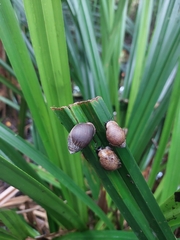 Ellobiidae