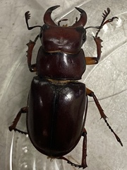 Lucanus capreolus