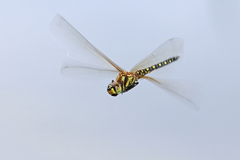 Hydrobasileus brevistylus