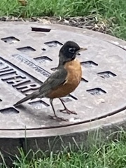 Turdus migratorius