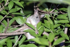 Ototylomys phyllotis