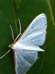 Palpita vitrealis