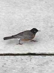 Turdus migratorius