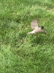 Turdus migratorius