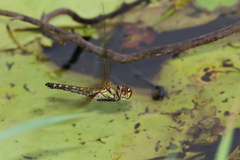 Hydrobasileus brevistylus