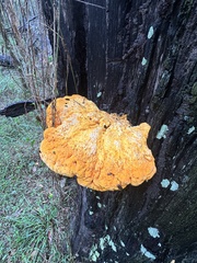 Piptoporus australiensis