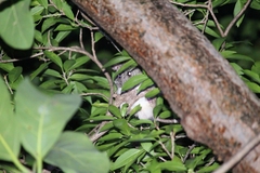 Ototylomys phyllotis