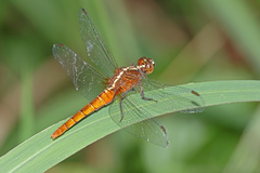 Rhodothemis lieftincki