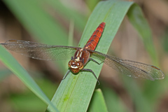 Rhodothemis lieftincki