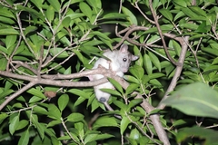 Ototylomys phyllotis