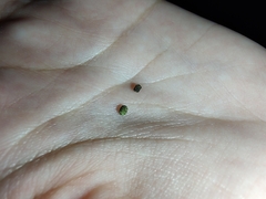 Ototylomys phyllotis