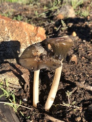 Coprinellus bipellis
