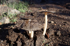Coprinellus bipellis