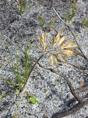 Geochloa rufa