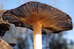 Coprinellus bipellis