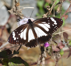 Danaus affinis