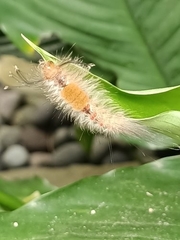 Dasychira chekiangensis