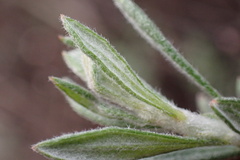Eriogonum fasciculatum polifolium