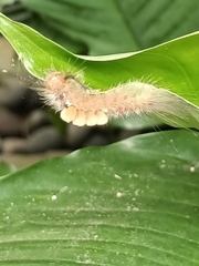 Dasychira chekiangensis