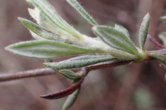 Eriogonum fasciculatum polifolium