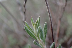 Eriogonum fasciculatum polifolium