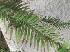 Wollemia nobilis