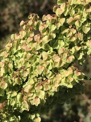 Rumex alpinus