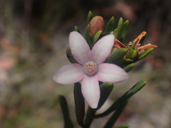 Philotheca queenslandica