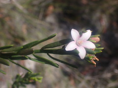 Philotheca queenslandica