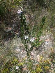 Philotheca queenslandica