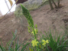 Bulbine abyssinica