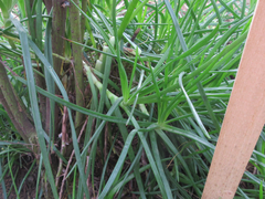 Bulbine abyssinica