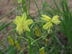 Bulbine abyssinica