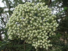 Ozothamnus diosmifolius