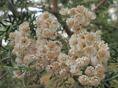 Ozothamnus diosmifolius
