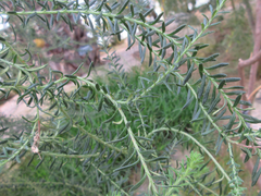 Ozothamnus diosmifolius