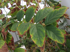 Congea tomentosa