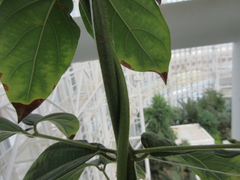Congea tomentosa